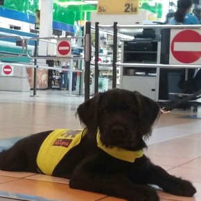 Ciudadanos (Cs) San Sebastián de los Reyes pide una campaña de sensibilización que dé a conocer la importancia de los perros de asistencia