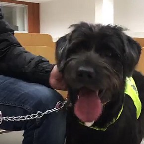 Cs SanSe impulsa una campaña de sensibilización municipal para que los usuarios de perros de asistencia puedan llevar una vida normal